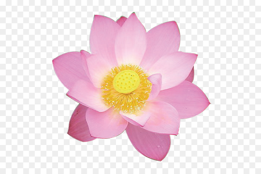 Nelumbo，Rosa PNG