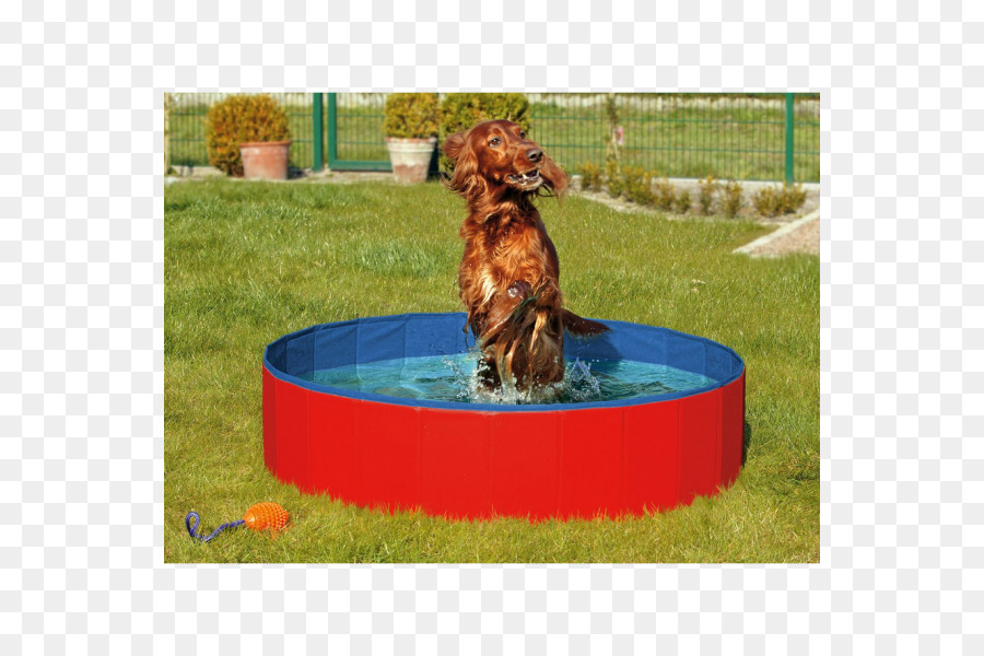 Perro，Piscina PNG