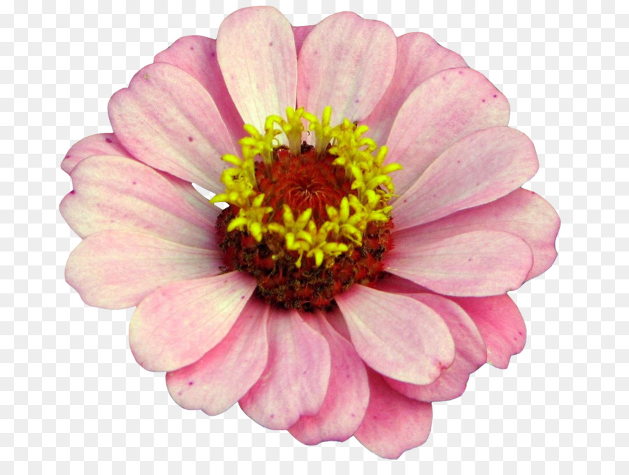 Flor Rosa，Florecer PNG