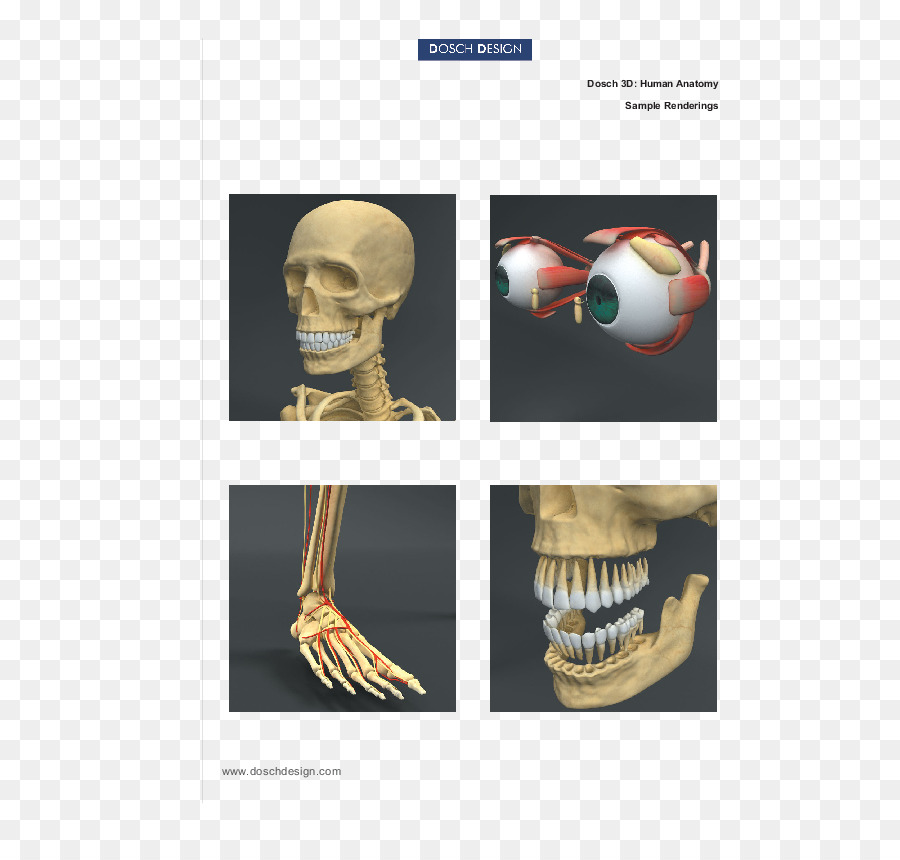 Anatomía Humana，Anatomía PNG