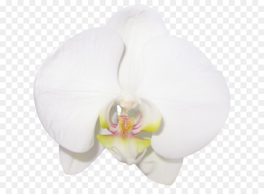 La Polilla De Las Orquídeas，Las Orquídeas PNG