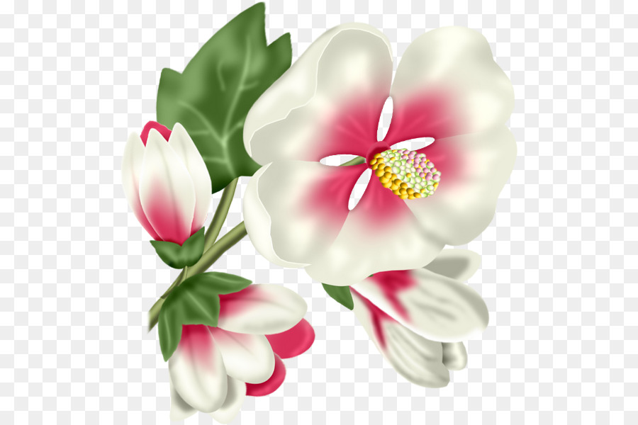 Tulipán，Flor PNG