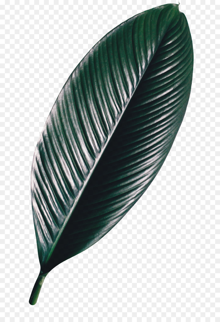 Hoja， PNG