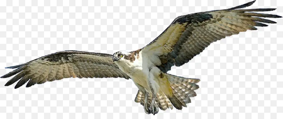 Aves，Osprey PNG