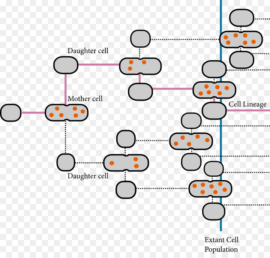 La División Celular，Modelización Estocástica PNG