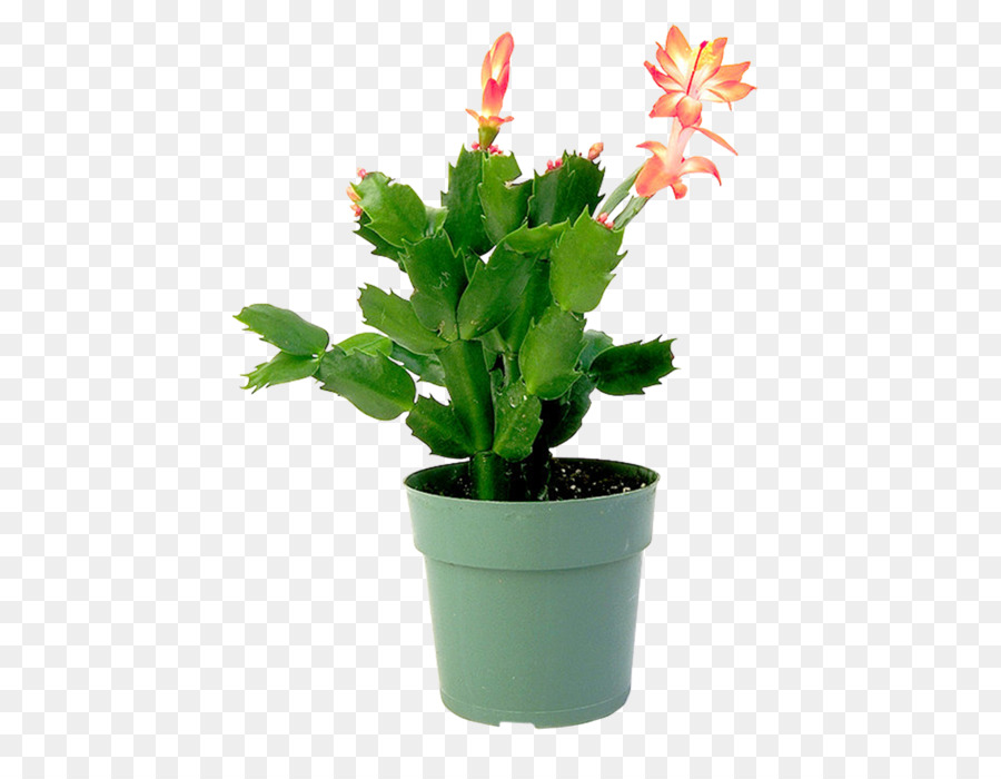 Epiphyllum，Maceta PNG