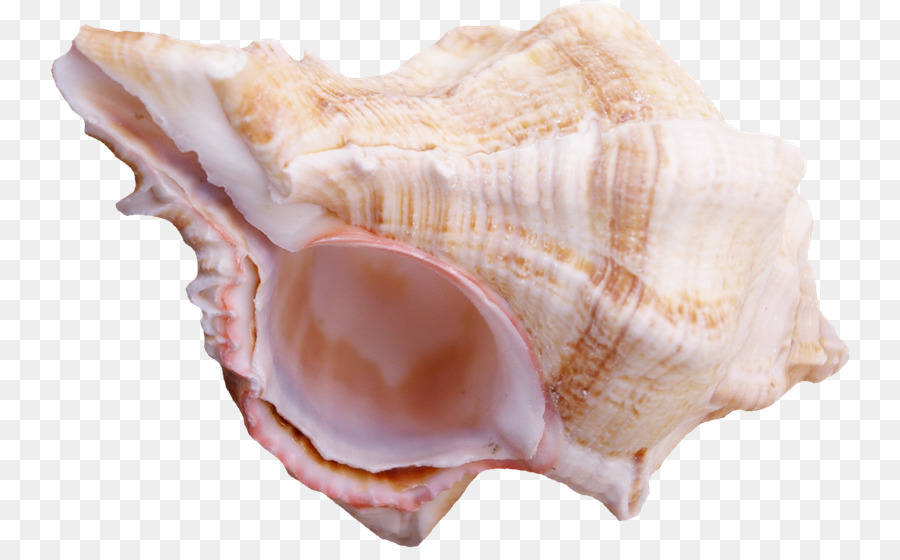 Concha De Caracola，Concha PNG