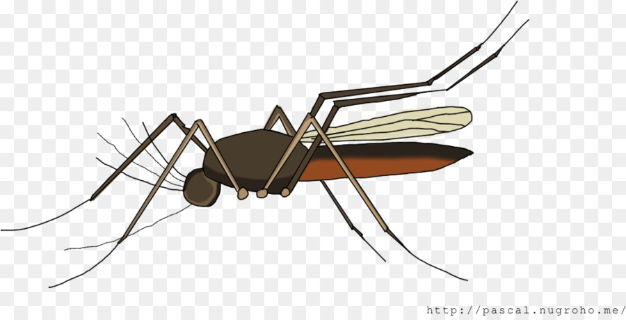 Mosquito，Hormiga PNG