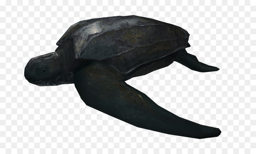 La Tortuga Laúd，Tortuga PNG