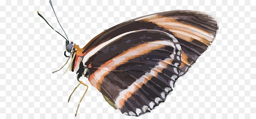 Mariposa Marrón，Alas PNG