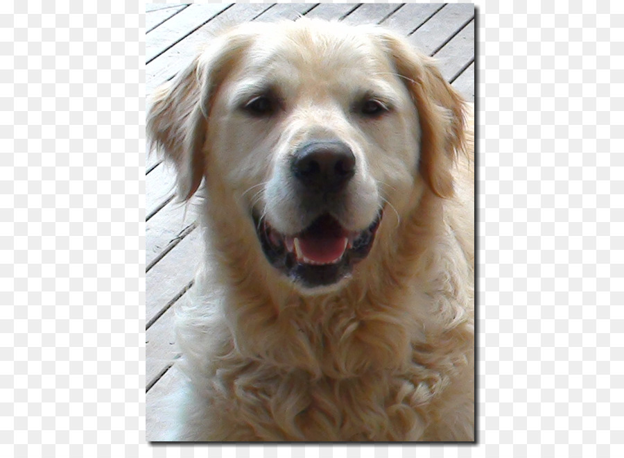 Golden Retriever，Raza De Perro PNG