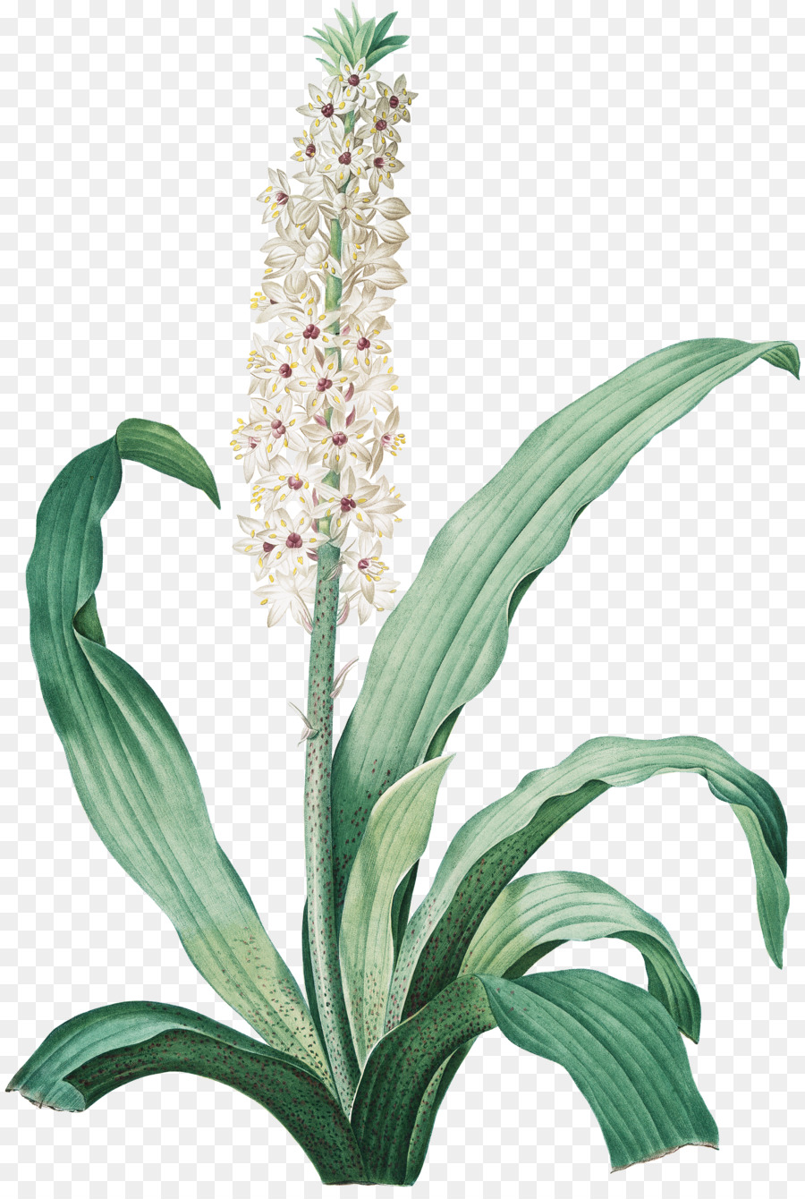 Lily Biblia，El Lirio PNG