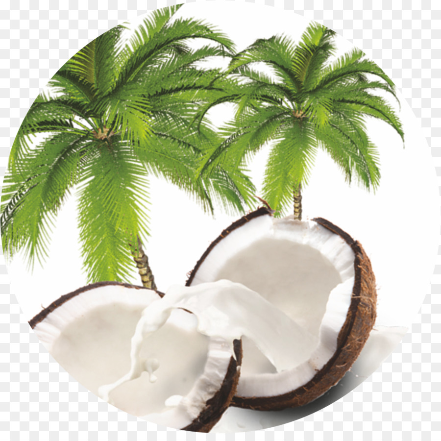 Coco，Arecaceae PNG