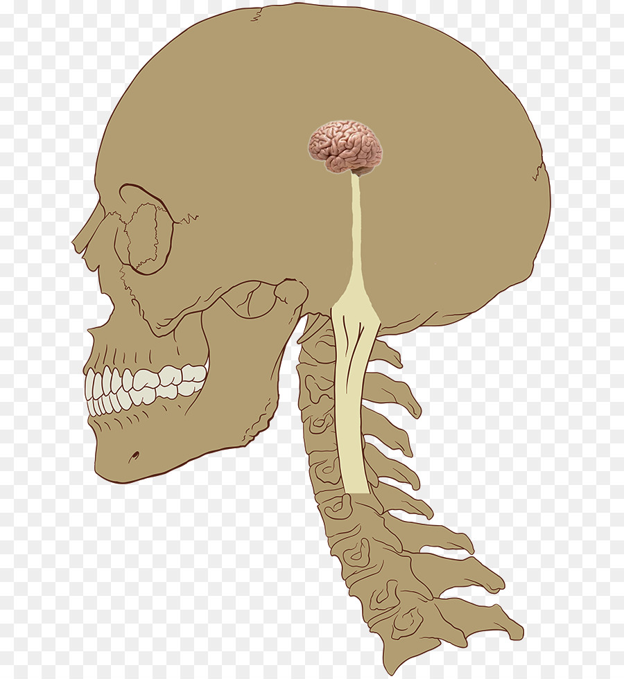 Sistema Nervioso，Sistema Nervioso Central PNG