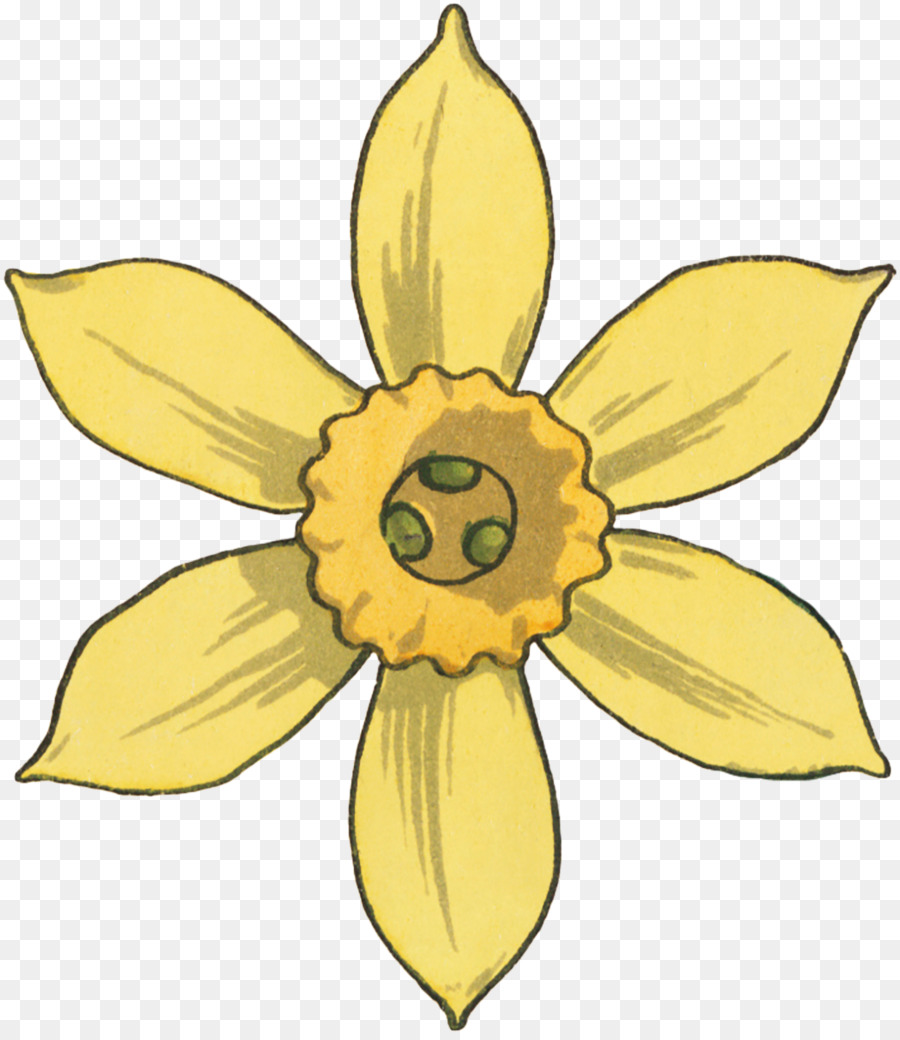 Narcissus，Diseño Floral PNG