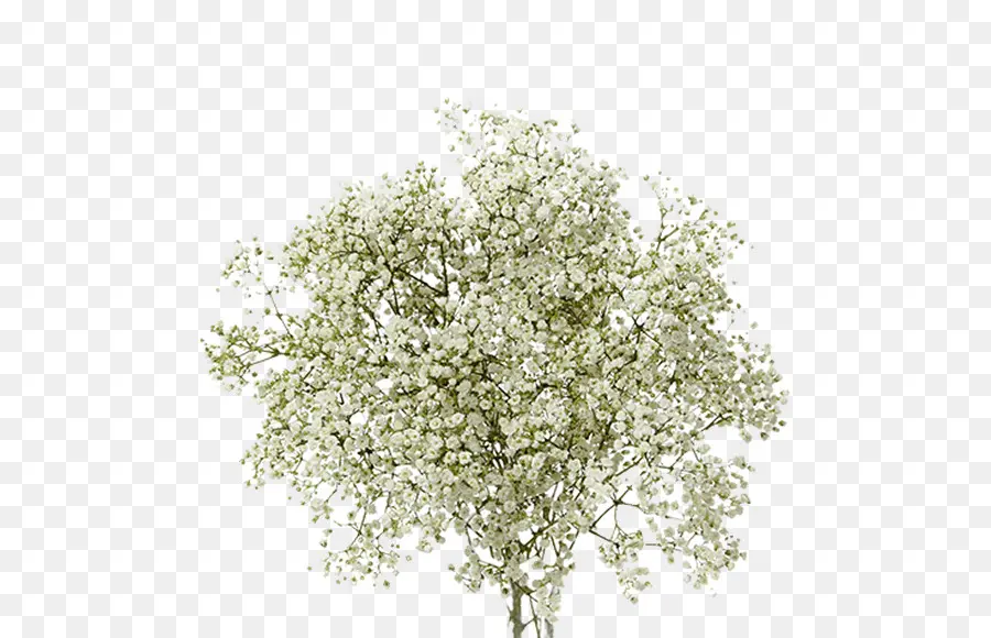 Flores De Aliento De Bebé，Blanco PNG