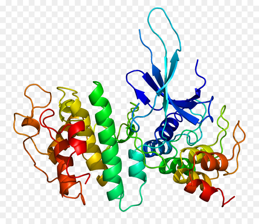 Estructura De La Proteína，Molécula PNG