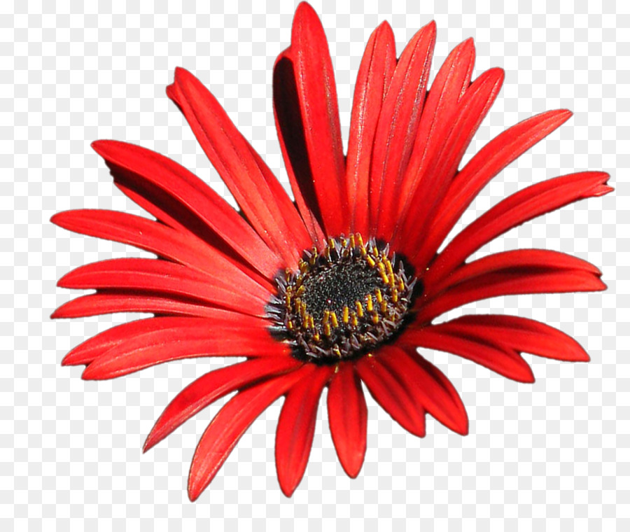 Flor Roja，Flor PNG