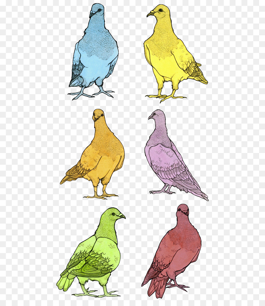 Los Pinzones，Galliformes PNG