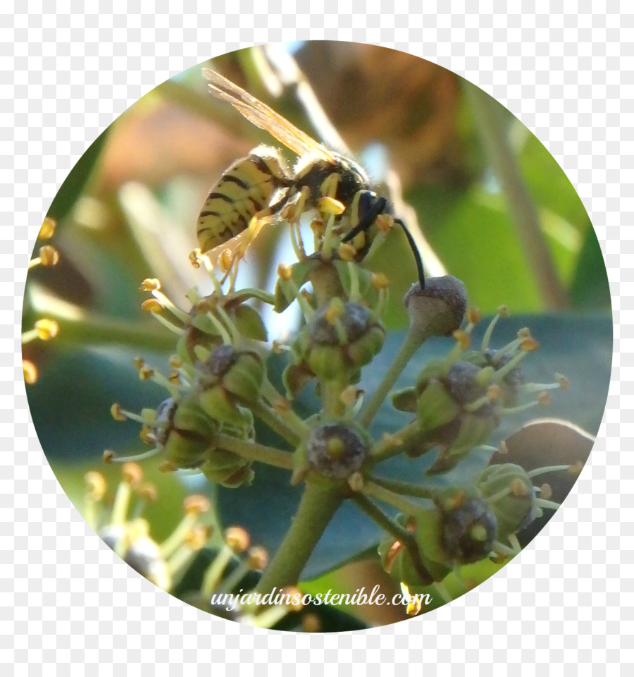 La Miel De Abeja，Levante PNG