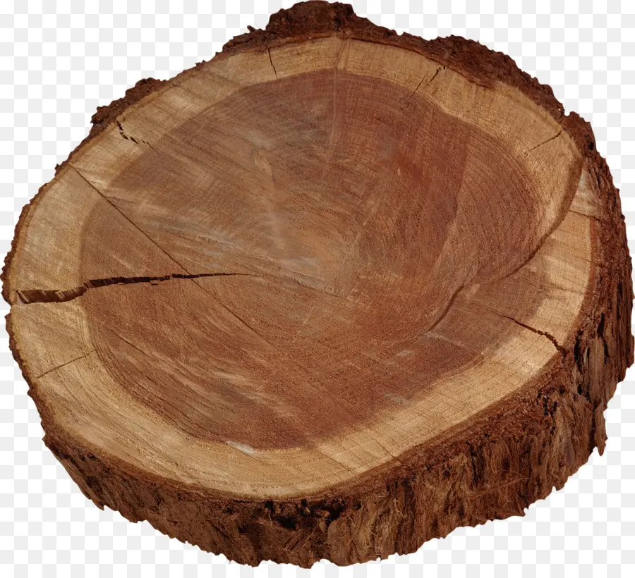 Árbol，Tronco PNG