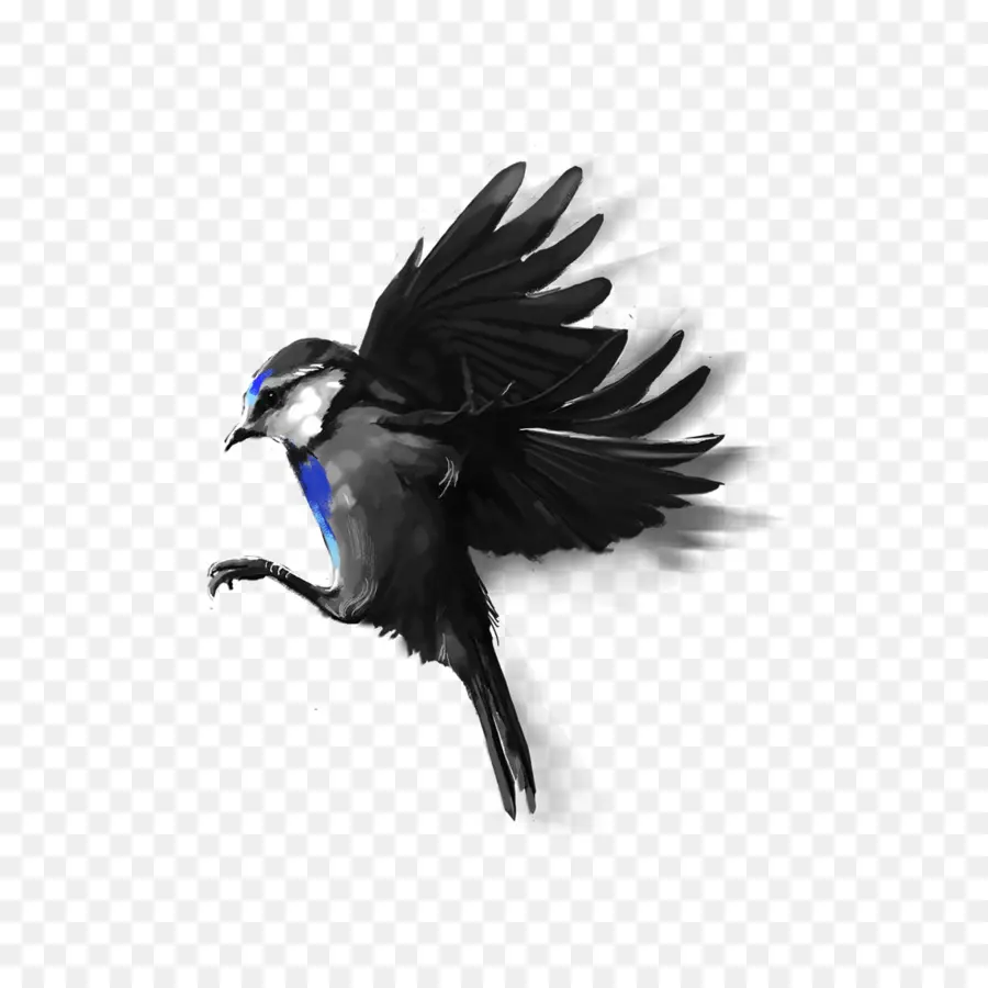 Pájaro，Vuelo PNG