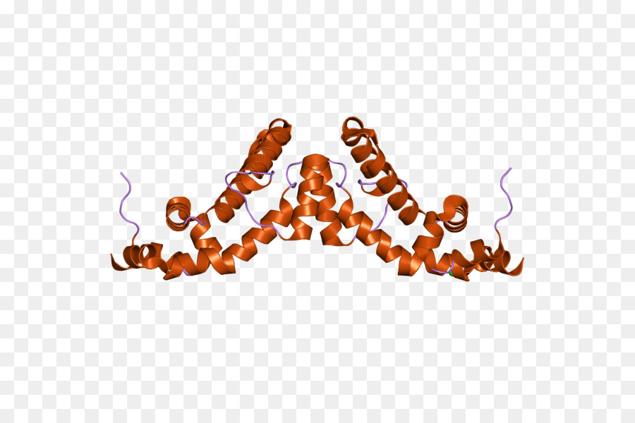 Rgs7，La Proteína PNG