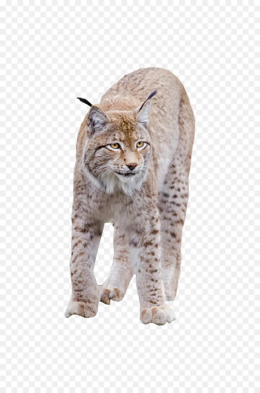 Bobcat，Gato Salvaje PNG