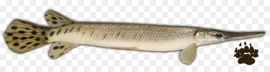 Gar，Garnita Corta PNG