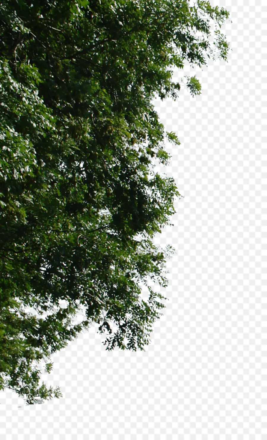 Árbol，Roble PNG