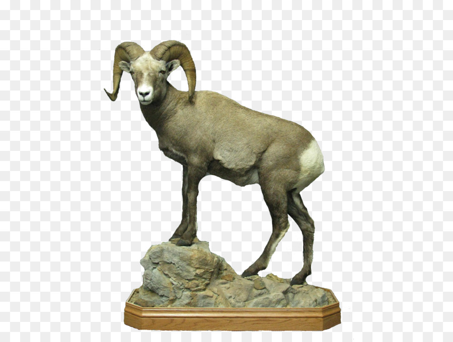 Argali，Oveja PNG