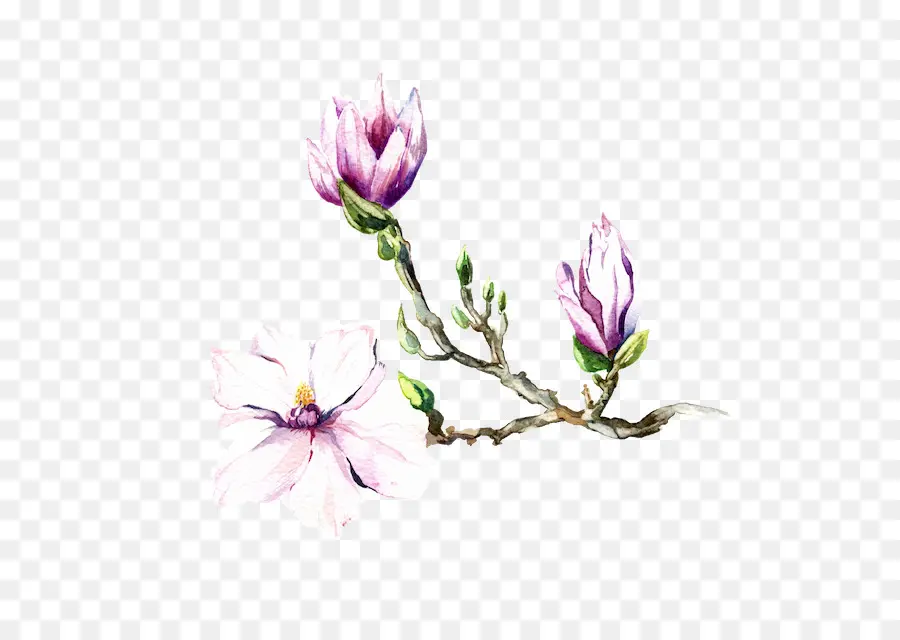 Magnolia，Pintura A La Acuarela PNG