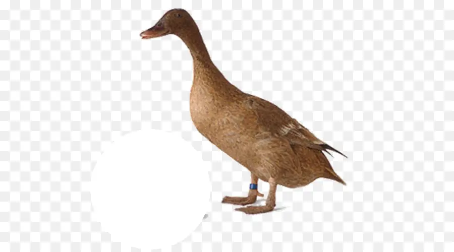 Pato，Pato Doméstico PNG