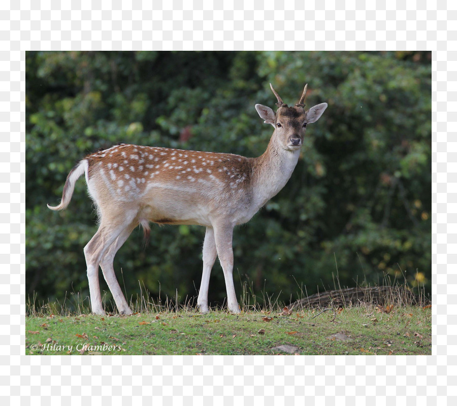 Whitetailed Ciervo，Alce PNG