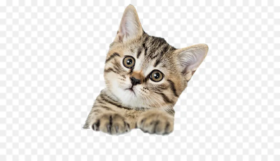 Gato Tonkinés，Gatito PNG