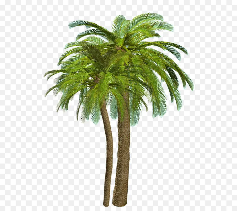 Arecaceae，Playa PNG