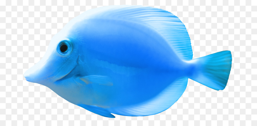 Pez，Los Peces PNG