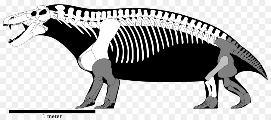 Tyrannosaurus，Yutyrannus PNG