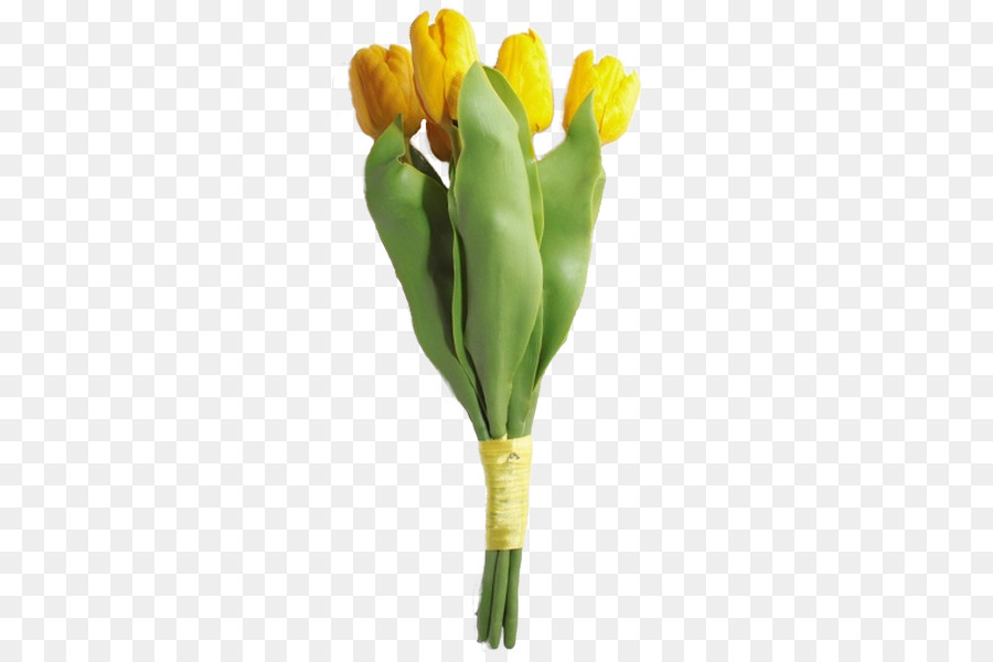 Tulip，Flor PNG