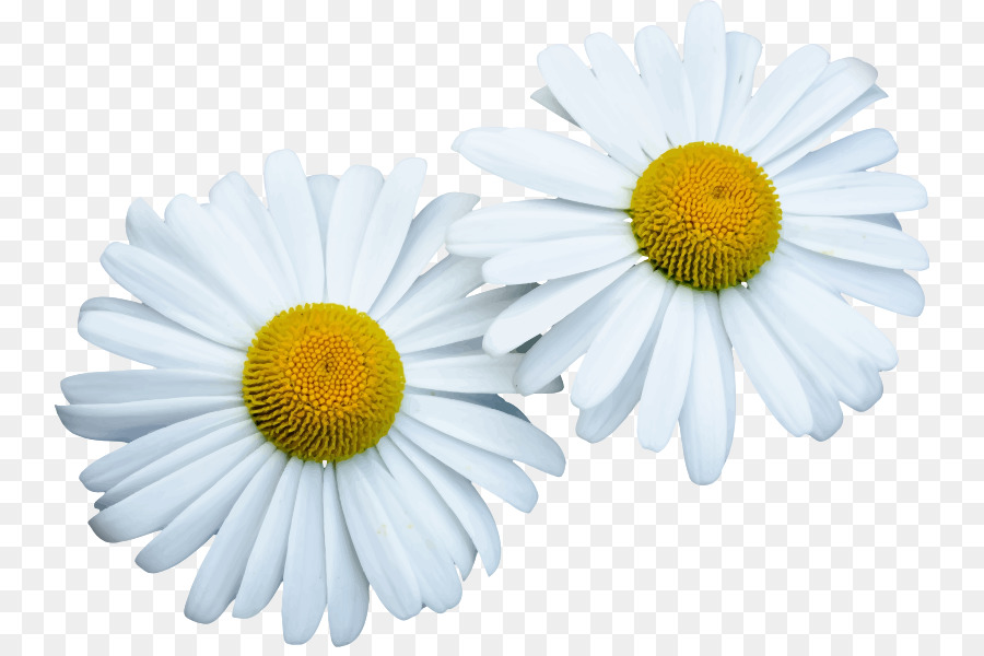 Flores Blancas，Florecer PNG