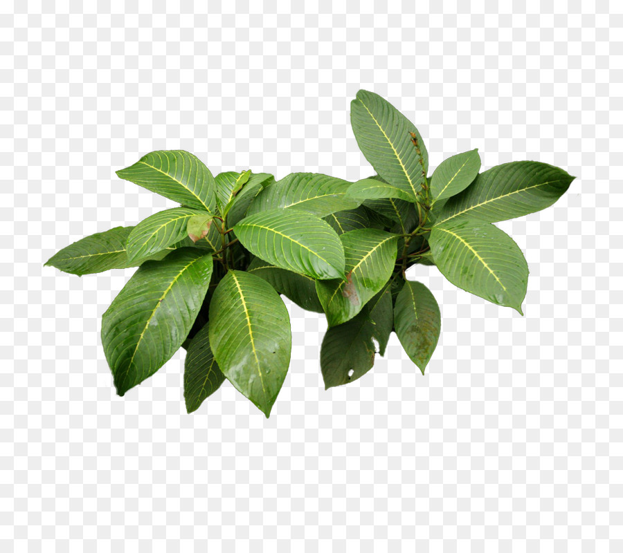 Hoja Verde，Naturaleza PNG