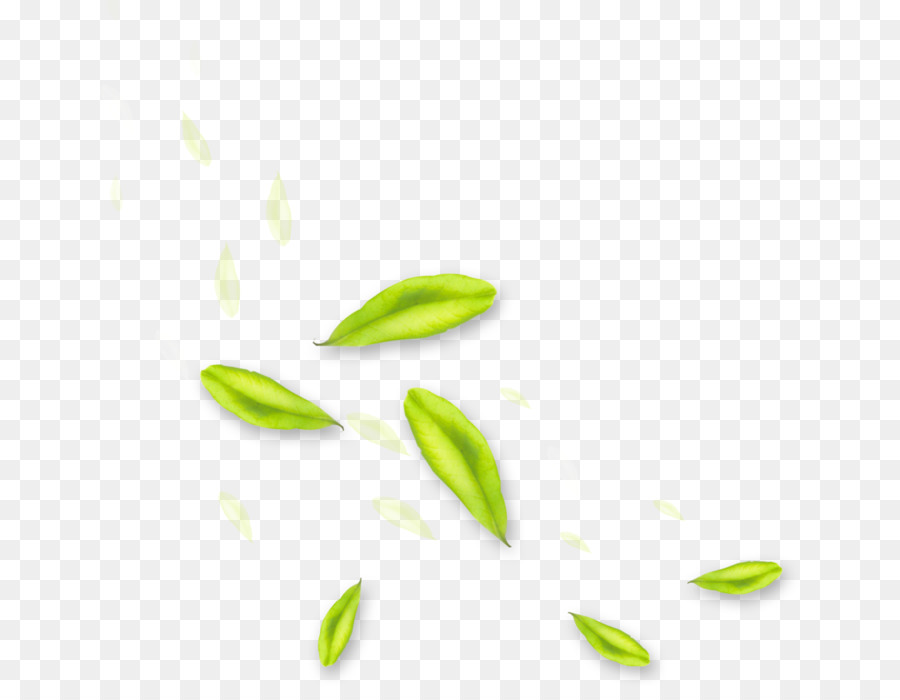 Hojas Verdes，Planta PNG