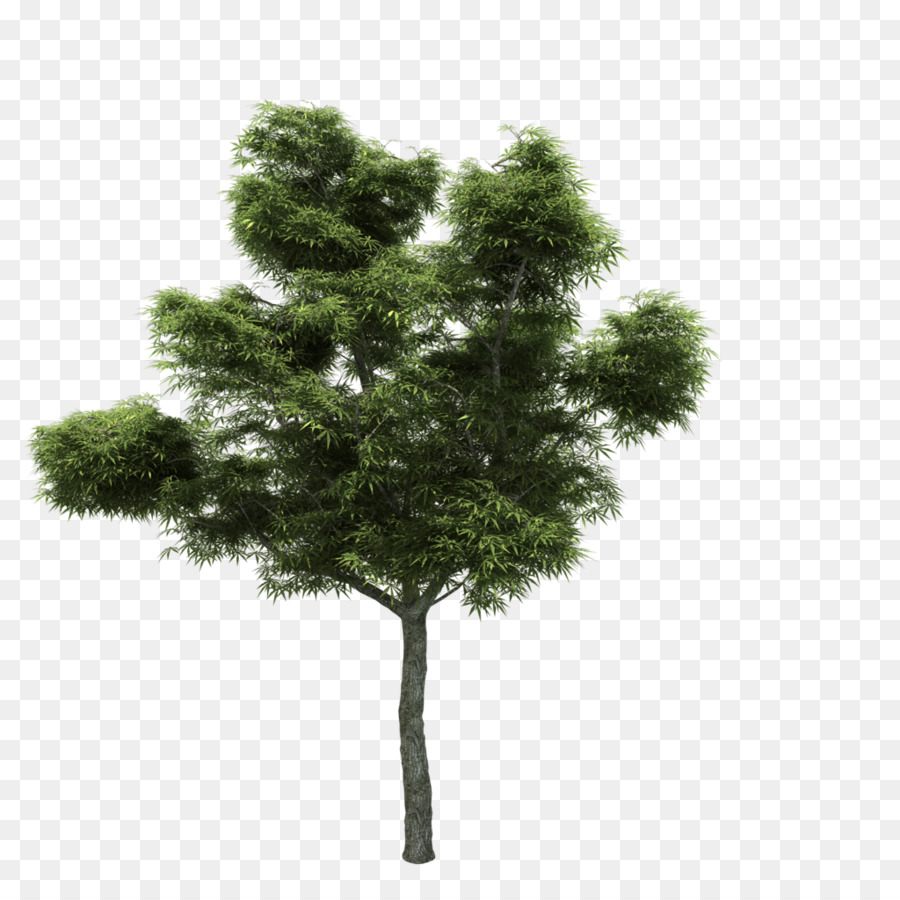 árbol，Madera PNG