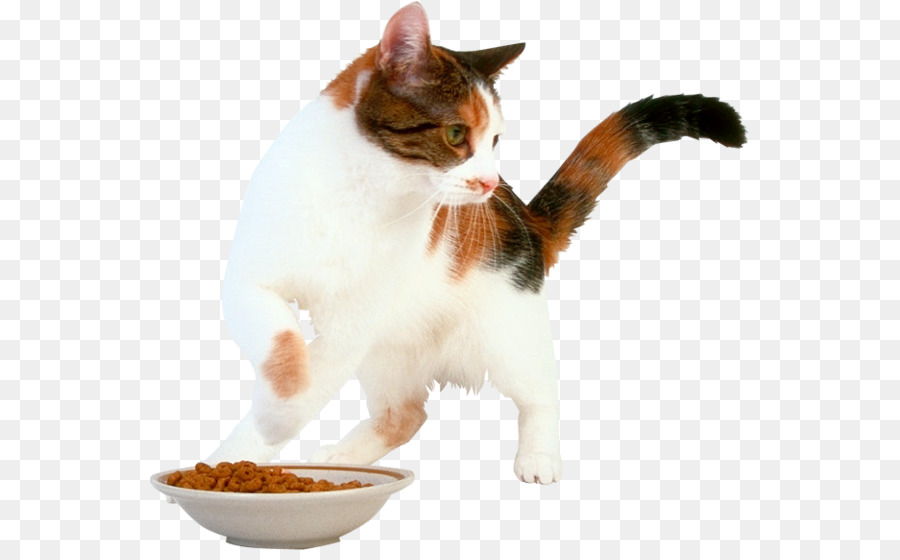 Gatito，Gato Egeo PNG