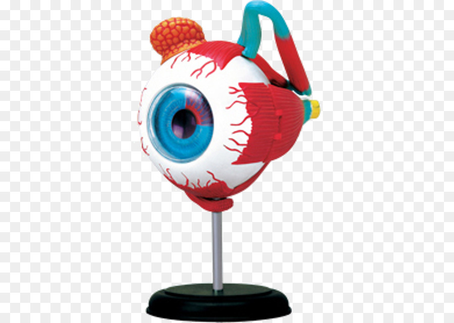 Anatomía，Ojo PNG