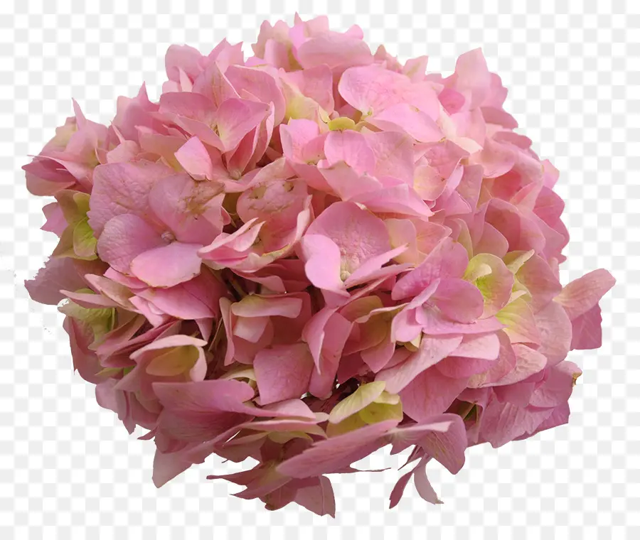 Hortensia，Las Flores Cortadas PNG