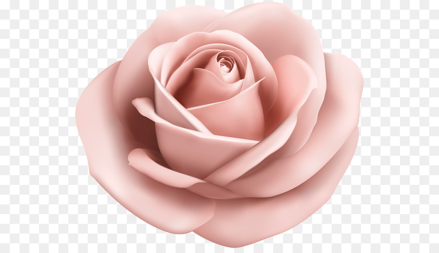 Rosa，Flor PNG