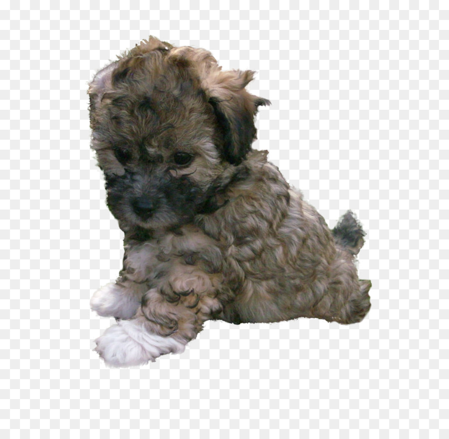 Glen，Schnoodle PNG