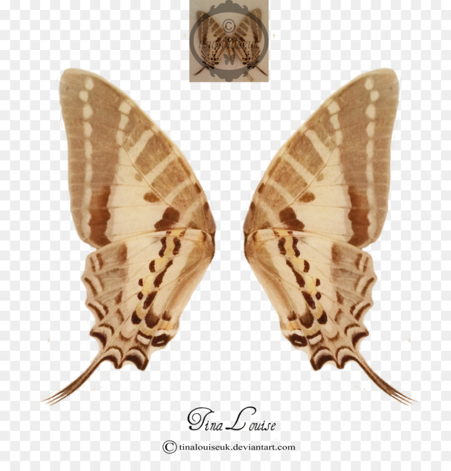 Gusano De Seda，Las Mariposas Y Las Polillas PNG