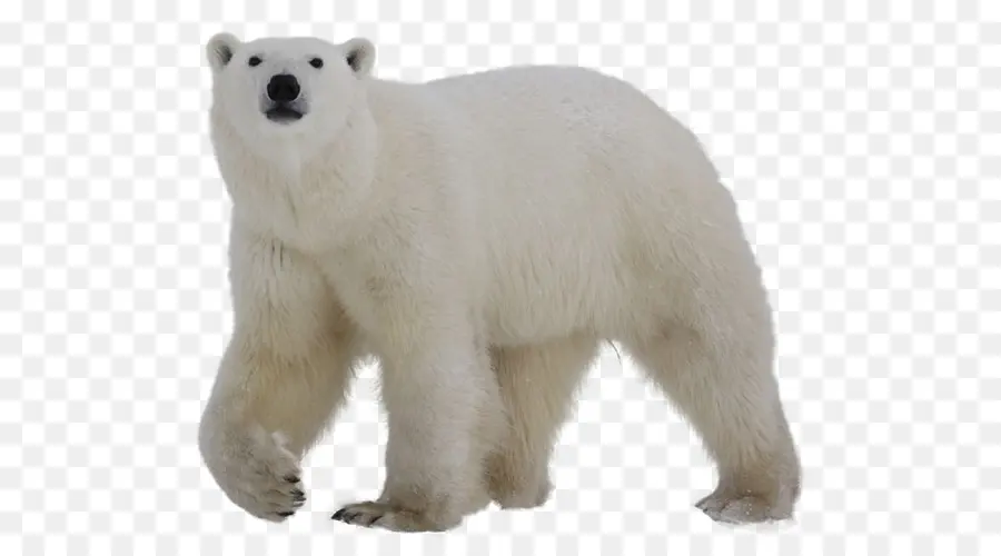 Oso Polar，Grizzly Bear PNG